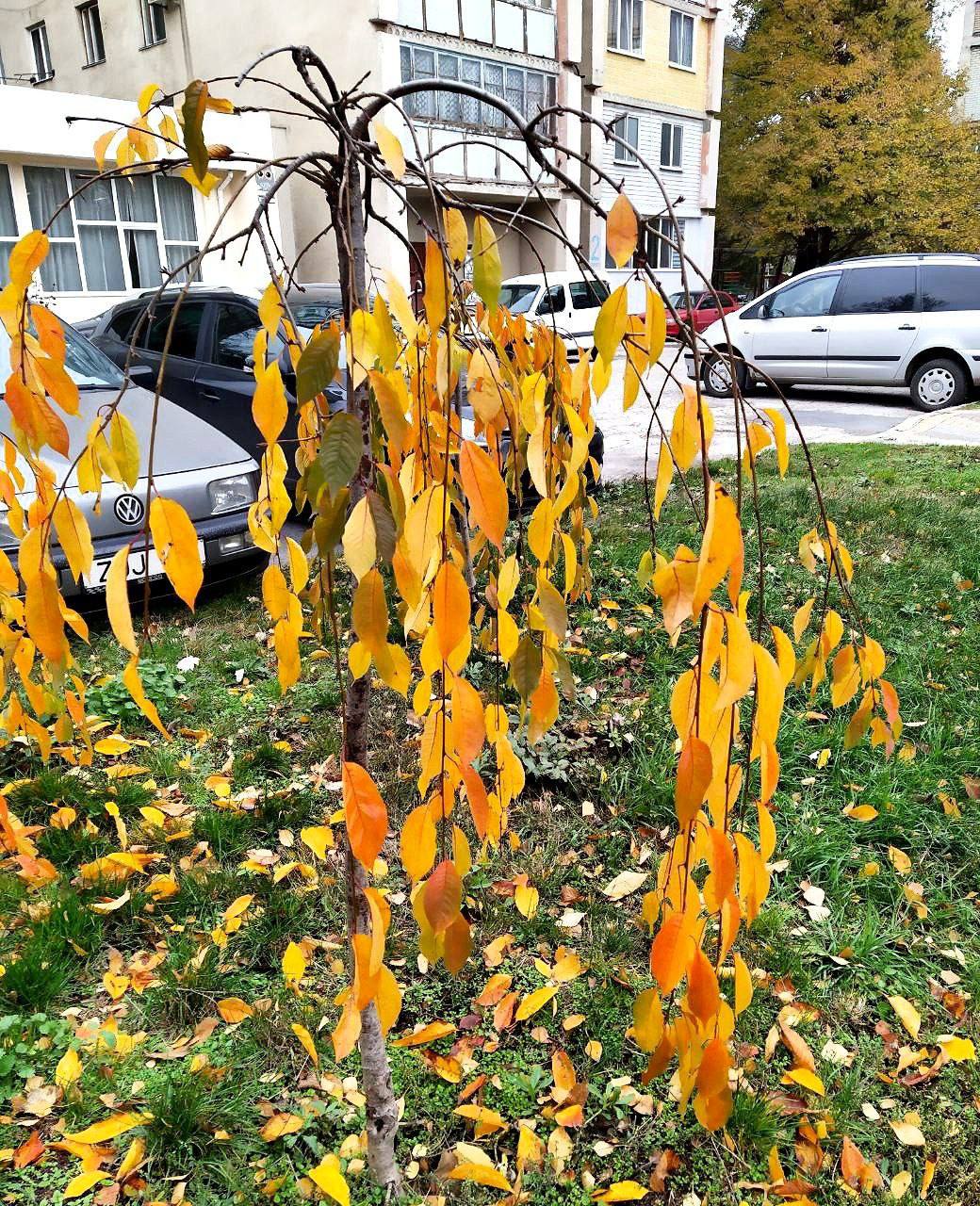 Краски приднестровской осени Краски приднестровской осени