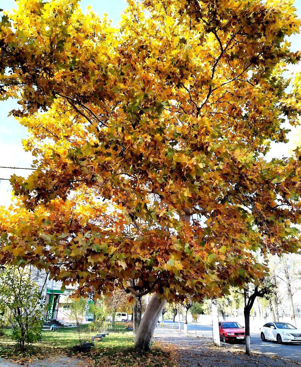 Краски приднестровской осени Краски приднестровской осени