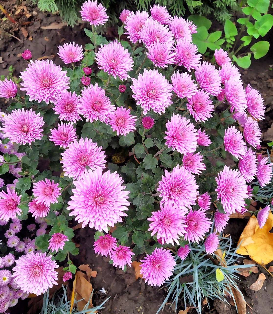 Краски приднестровской осени Краски приднестровской осени