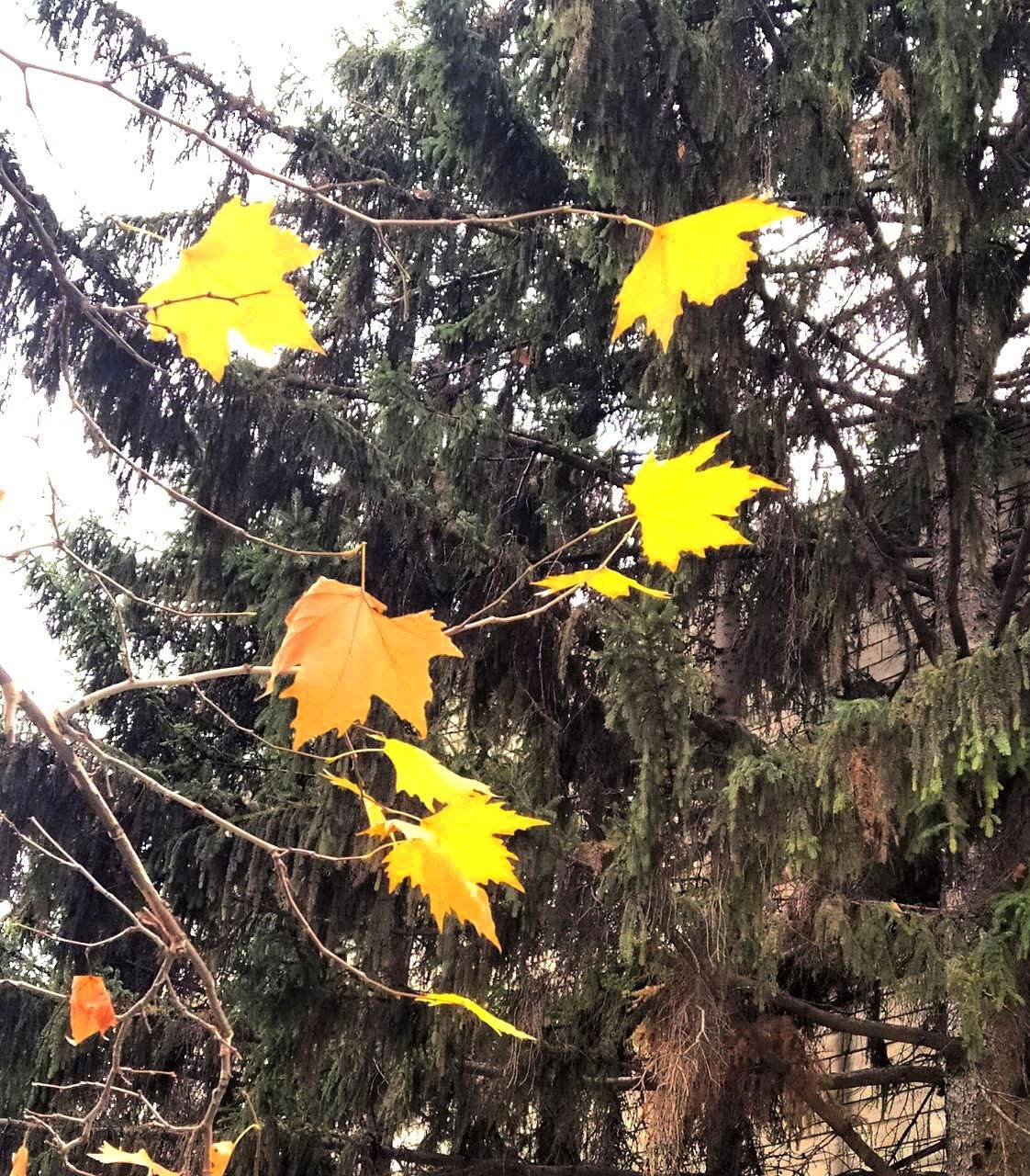 Краски приднестровской осени Краски приднестровской осени