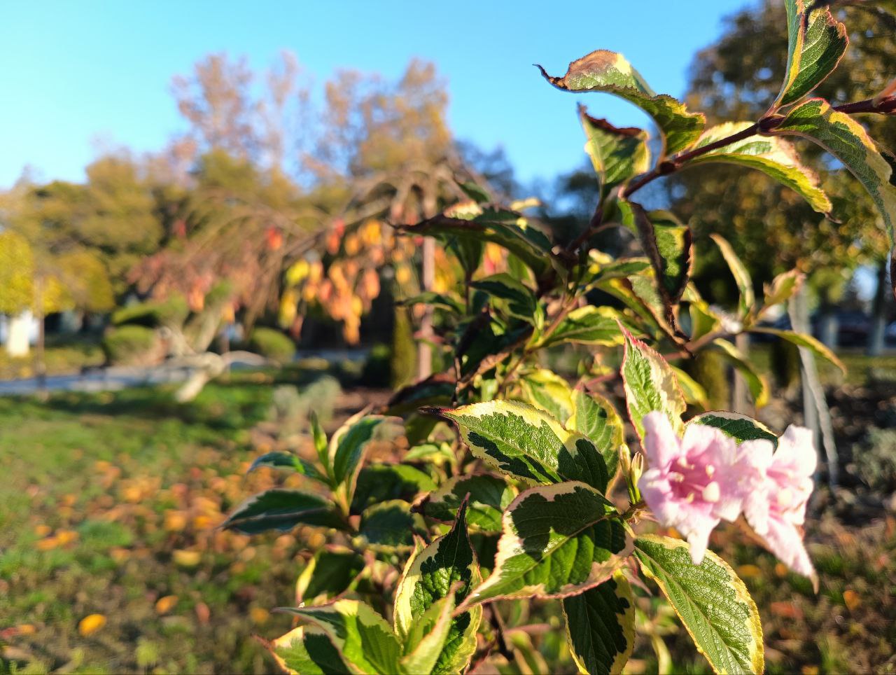 На календаре середина ноября, но в Преображенском сквере неожиданно расцвели