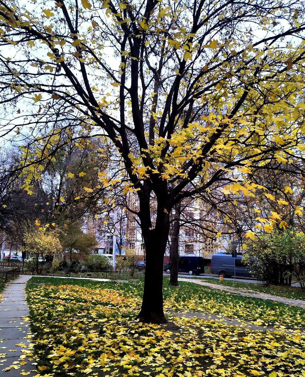 Краски приднестровской осени Краски приднестровской осени