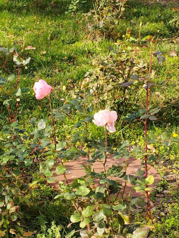 Краски приднестровской осени