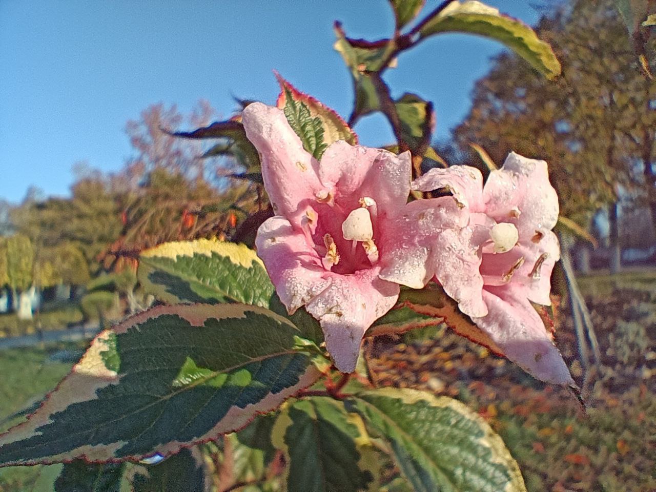 На календаре середина ноября, но в Преображенском сквере неожиданно расцвели На календаре середина ноября, но в Преображенском сквере неожиданно расцвели