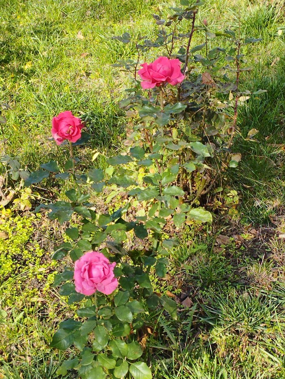 Краски приднестровской осени Краски приднестровской осени