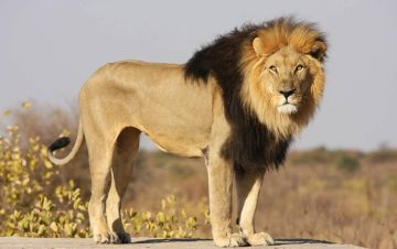 Лев сбежал из вольера в зоопарке в Украине, — украинские СМИ