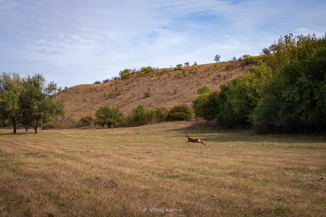 Грациозную лань, изящно пересекающую поле в Дубоссарском районе, словил в объектив фотограф Виталий Калерин Грациозную лань, изящно пересекающую поле в Дубоссарском районе, словил в объектив фотограф Виталий Калерин