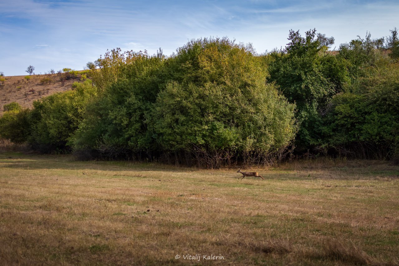 Грациозную лань, изящно пересекающую поле в Дубоссарском районе, словил в объектив фотограф Виталий Калерин Грациозную лань, изящно пересекающую поле в Дубоссарском районе, словил в объектив фотограф Виталий Калерин