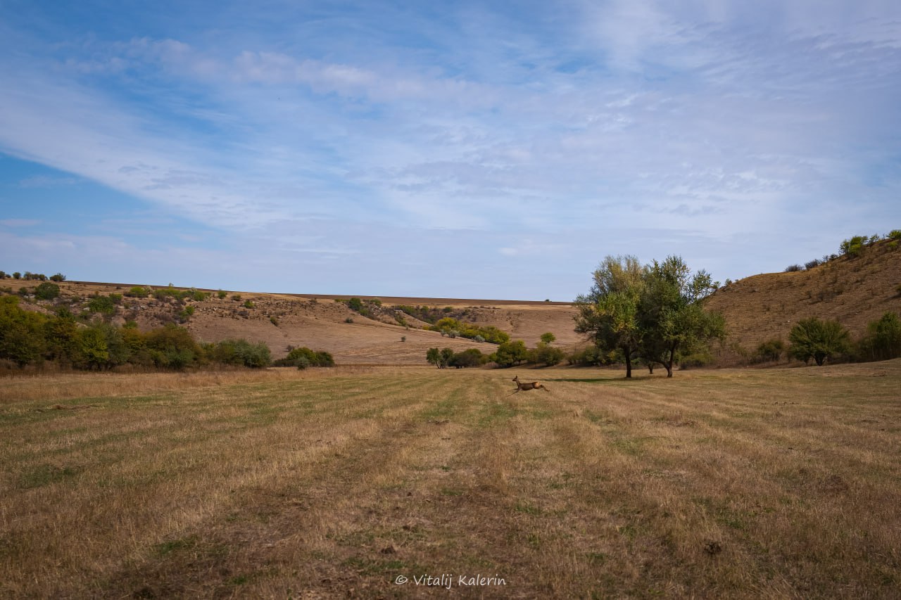 Грациозную лань, изящно пересекающую поле в Дубоссарском районе, словил в объектив фотограф Виталий Калерин