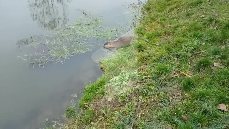 Водные процедуры у семьи нутрий в рыбницком селе Красненькое