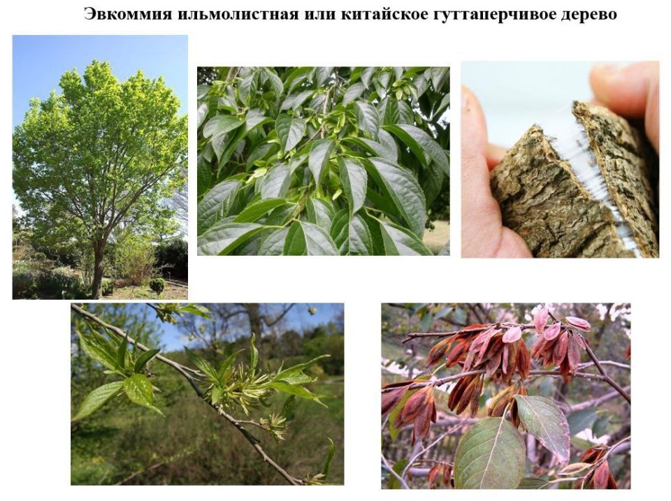 Минсельхозприроды ПМР представил новые устойчивые виды деревьев для озеленения Минсельхозприроды ПМР представил новые устойчивые виды деревьев для озеленения