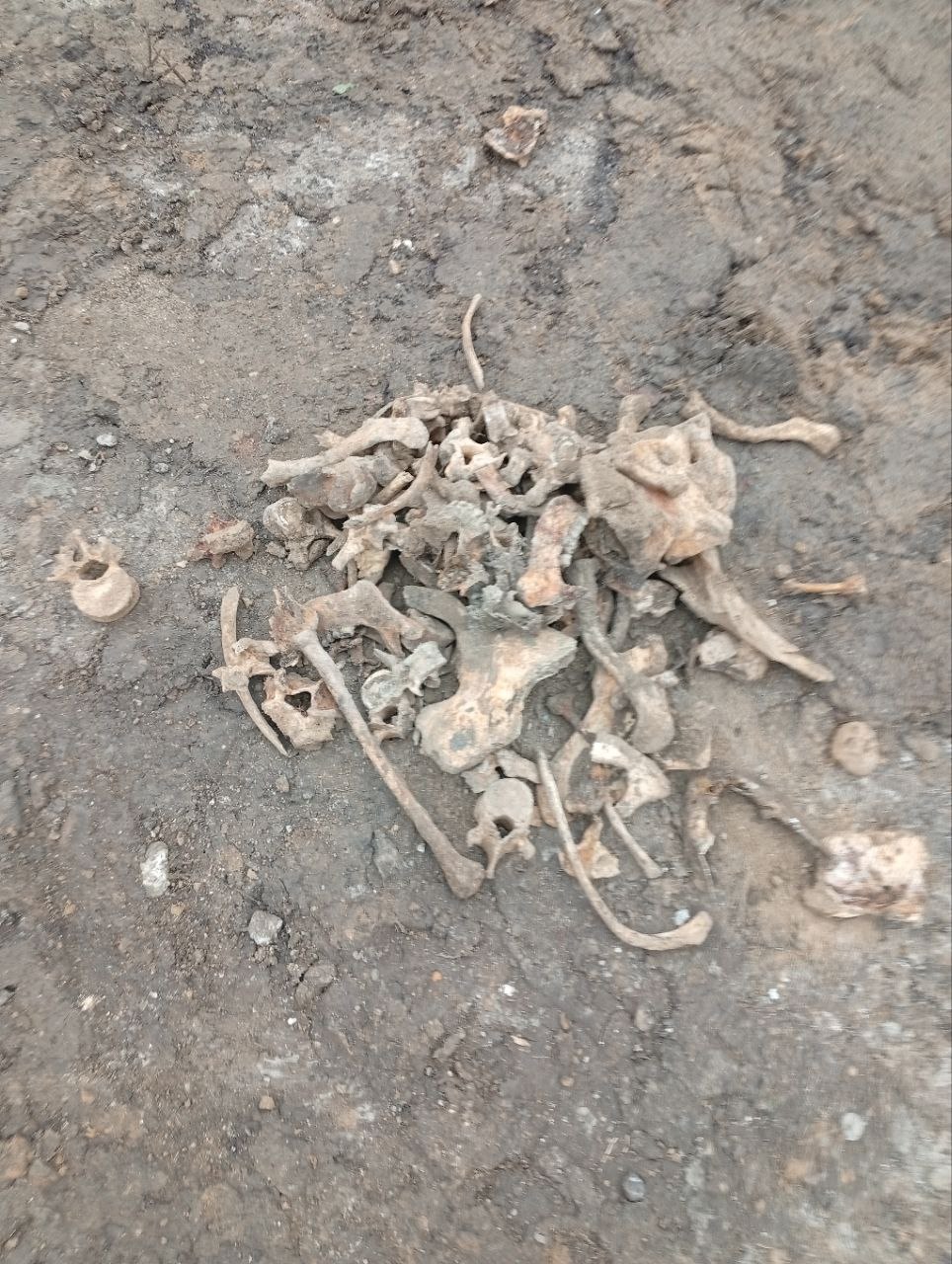 В Тирасполе обнаружено массовое захоронение времён Великой Отечественной войны В Тирасполе обнаружено массовое захоронение времён Великой Отечественной войны