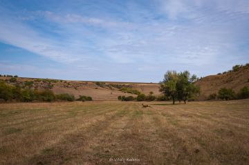 Грациозную лань, изящно пересекающую поле в Дубоссарском районе, словил в объектив фотограф Виталий Калерин