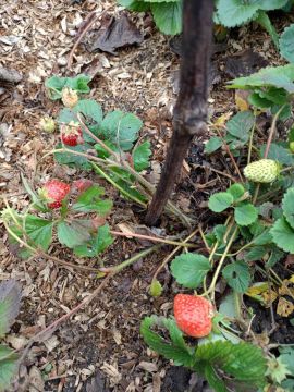 Когда ноябрь решил, что он — июнь