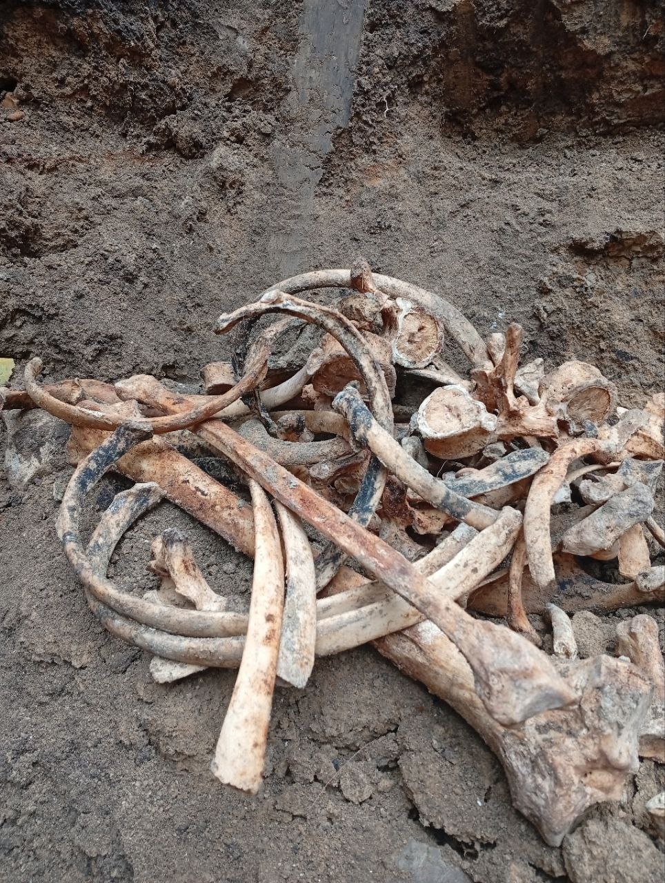 В Тирасполе на стройплощадке рабочие нашли массовое захоронение времён Великой Отечественной войны — предположительно более 50 человек В Тирасполе на стройплощадке рабочие нашли массовое захоронение времён Великой Отечественной войны — предположительно более 50 человек