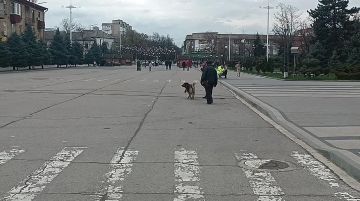 В Бендерах за месяц больше 150 обращений поступили на горячую линию службы отлова собак