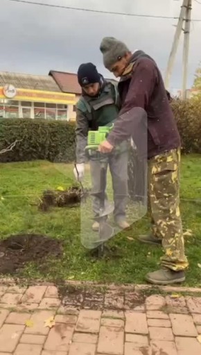 У ЗАГСа в Григориополе высаживают клумбу с розами – более 50 кустов