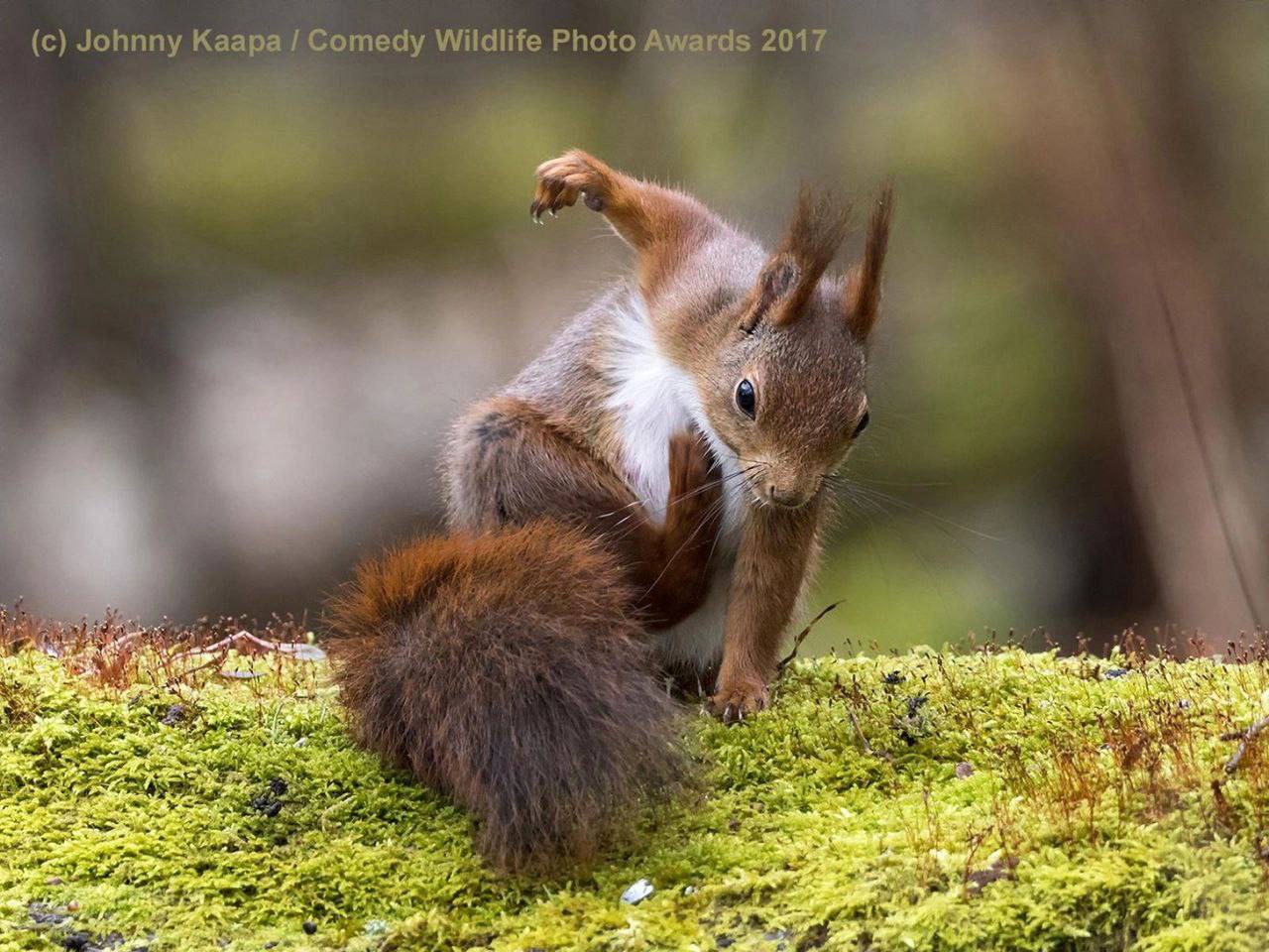 10 самых смешных фото белок за всю историю комического конкурса Comedy Wildlife Photography Awards 10 самых смешных фото белок за всю историю комического конкурса Comedy Wildlife Photography Awards