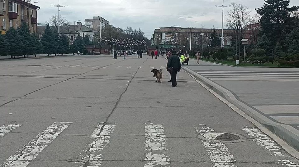 В Бендерах за месяц больше 150 обращений поступили на горячую линию службы отлова собак