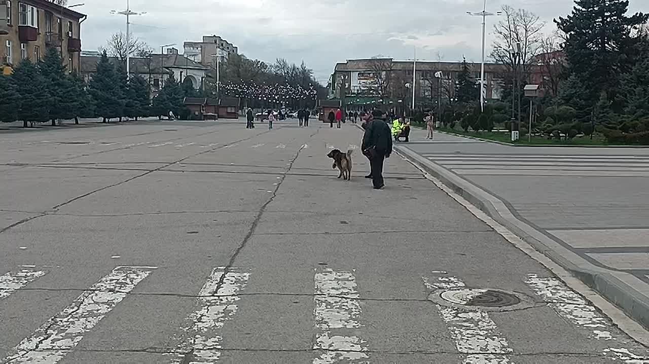 В Бендерах за месяц больше 150 обращений поступили на горячую линию службы отлова собак