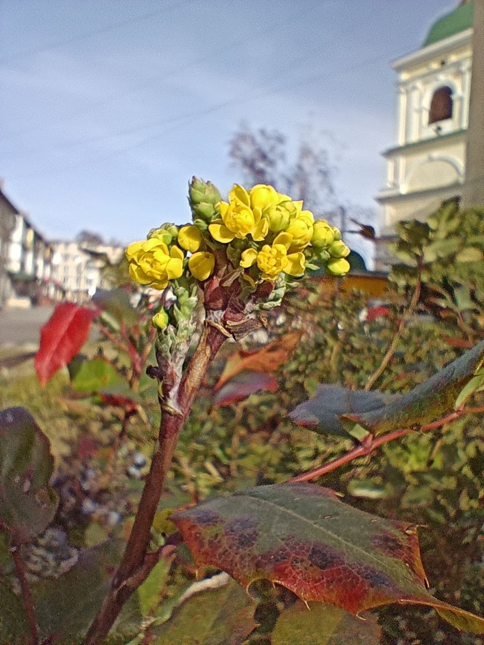 Плюсовая температура так запутала кустарник, что он решил не выбирать — быть ли ему в осени или уже в весне: на одних ветках листья продолжают краснеть, на других вдруг распустились цветы Плюсовая температура так запутала кустарник, что он решил не выбирать — быть ли ему в осени или уже в весне: на одних ветках листья продолжают краснеть, на других вдруг распустились цветы