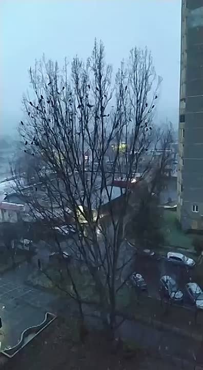 Еще кадры первого снега в Рыбнице от нашего корреспондента