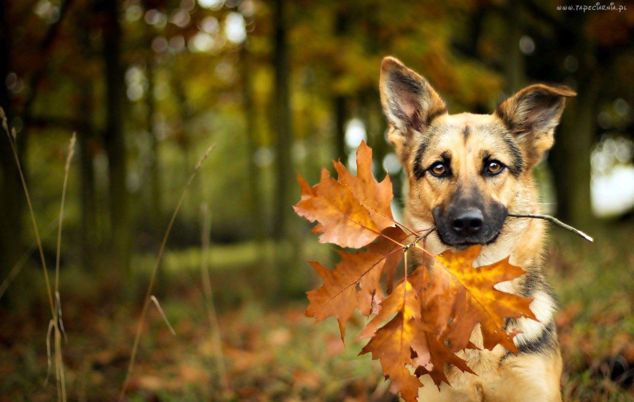 20 НОЯБРЯ. ожидается облачная погода с прояснениями