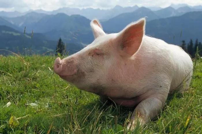 Новый очаг африканской чумы свиней зафиксирован в Молдове - ввоз свинины из села Бумбэта Унгенского района в Приднестровье временно запрещён