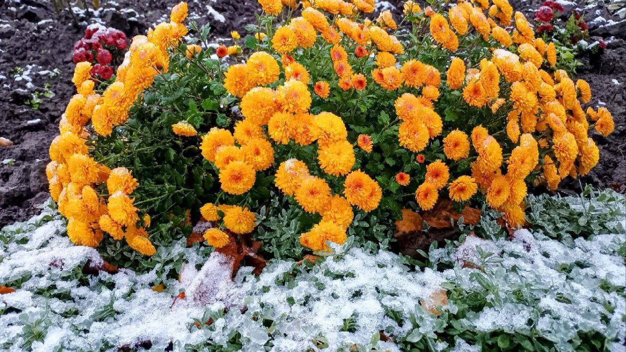 Дубоссары в лёгком снежном покрывале Дубоссары в лёгком снежном покрывале