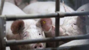 Африканская чума свиней: новый случай в соседней стране