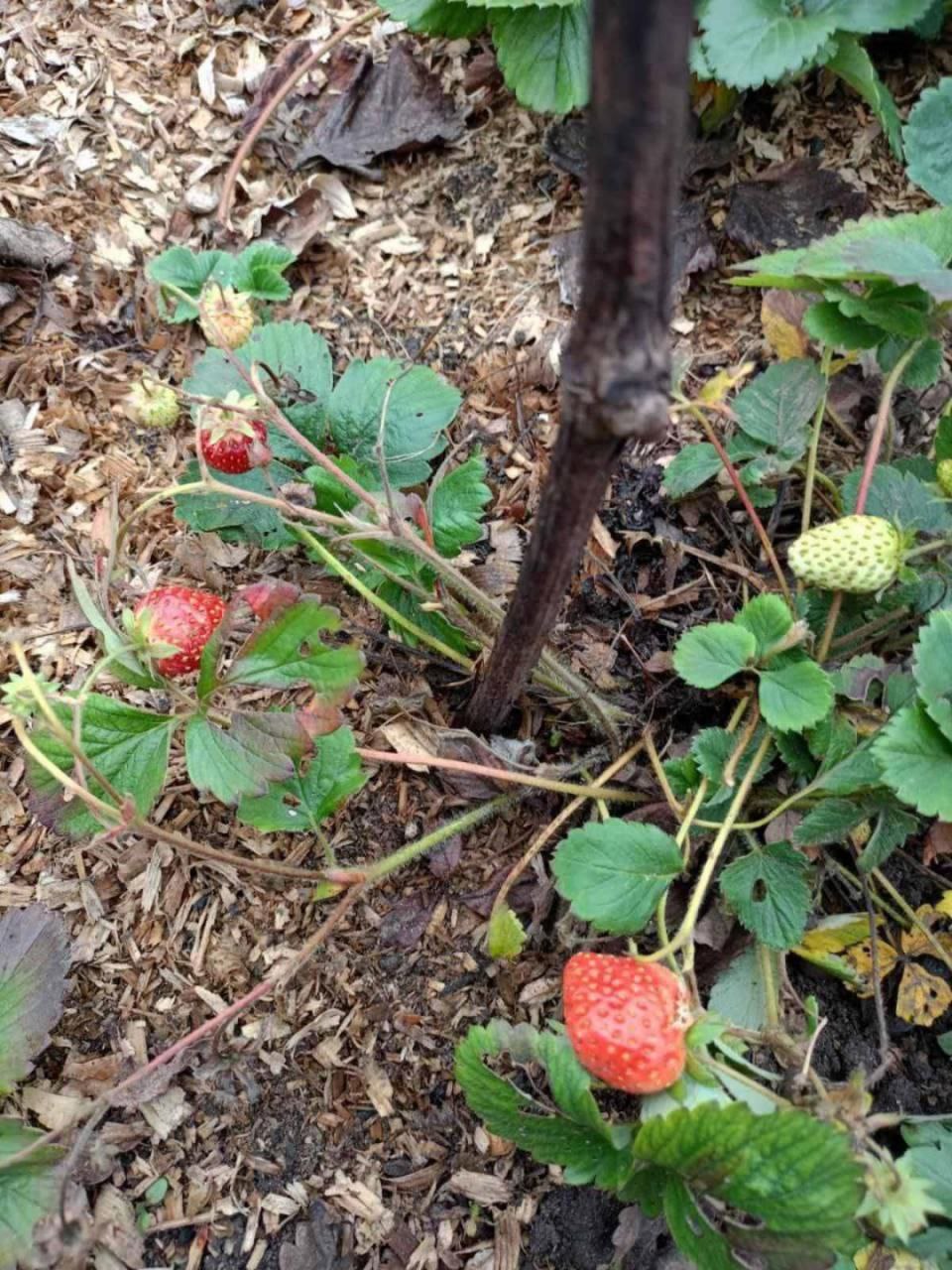 Кроме грибов, дубоссарцы собирают ремонтантную клубнику