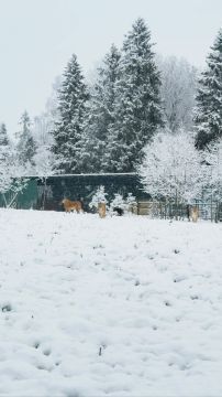 Лев воспользовался первым снегом и начал лепить снеговика