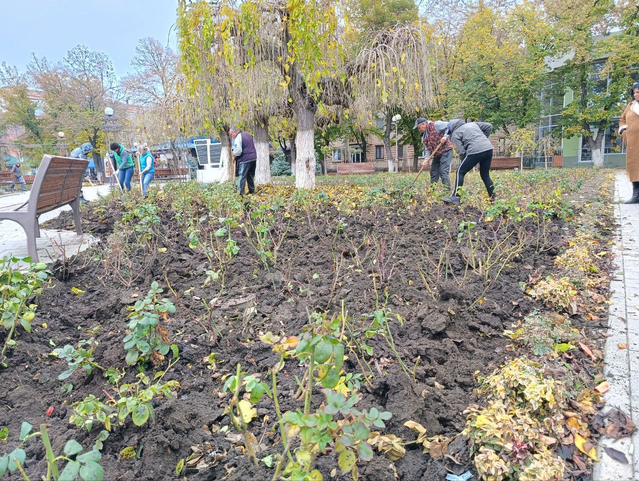 Розы успели подготовить к холодам