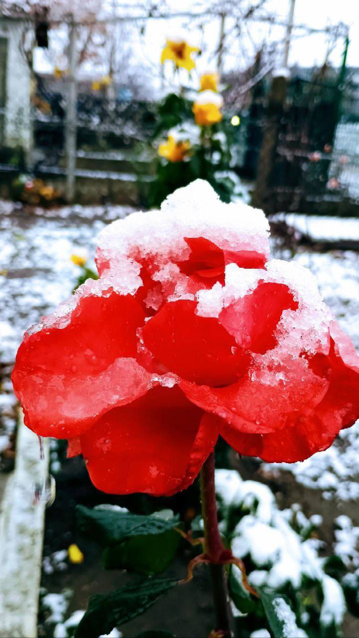 Дубоссары в лёгком снежном покрывале Дубоссары в лёгком снежном покрывале