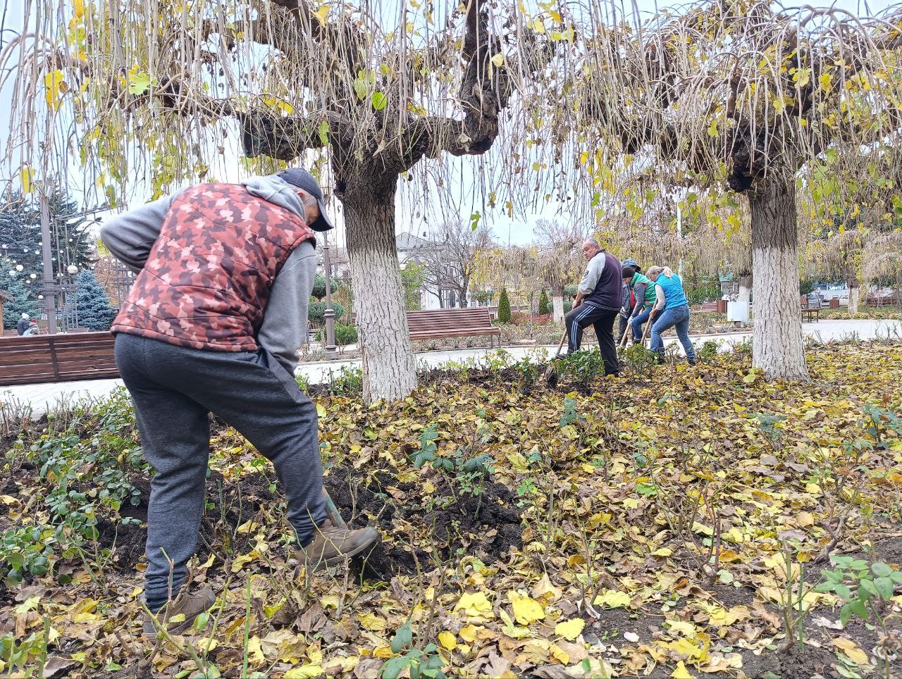 Розы успели подготовить к холодам Розы успели подготовить к холодам