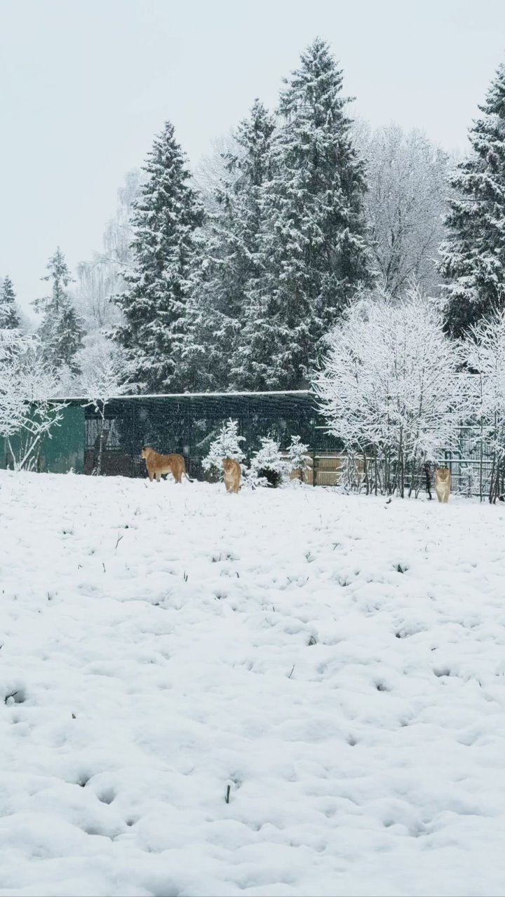 Лев воспользовался первым снегом и начал лепить снеговика