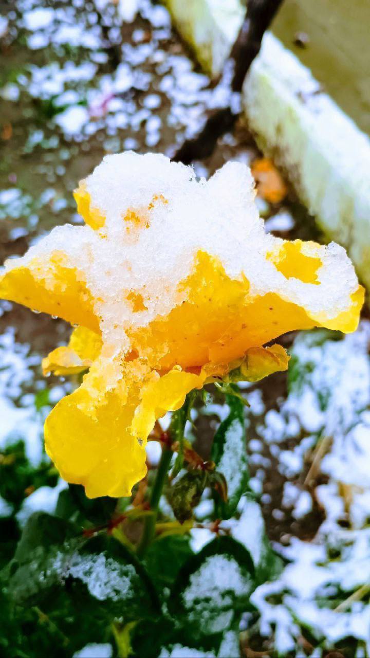 Дубоссары в лёгком снежном покрывале Дубоссары в лёгком снежном покрывале