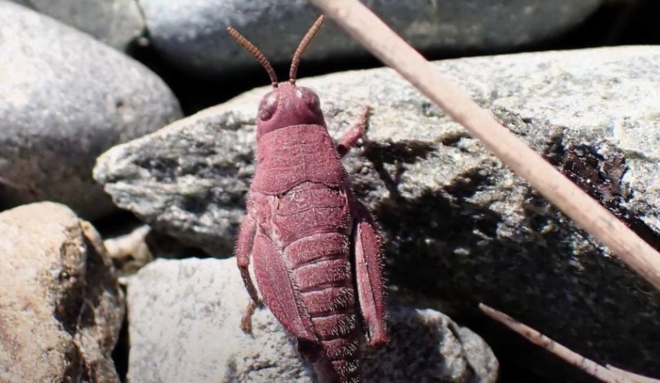 Необычного розового кузнечика обнаружили исследователи в Новой Зеландии, пишет @naukatv_ru