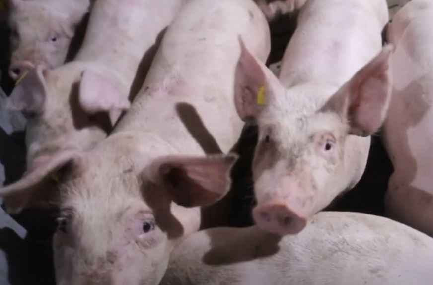 Новый очаг африканской чумы свиней в сопредельном государстве