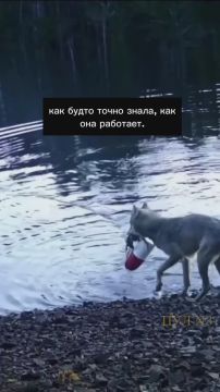 «Канадскую волчицу, живущую на побережье, сняли за неожиданным занятием - она тащила ловушку для крабов, как будто точно знала, как она работает