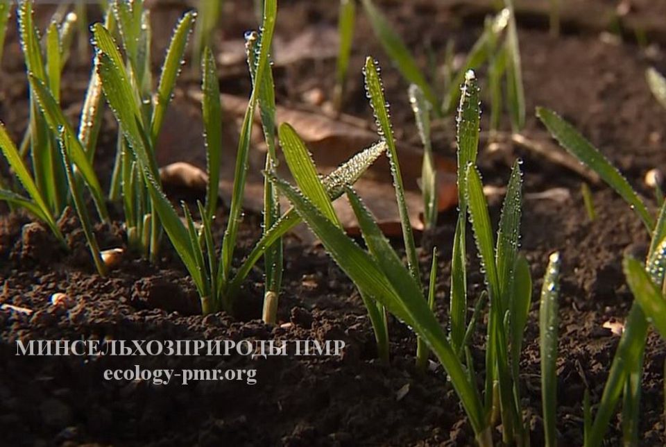 Оперативные данные Минсельхозприроды ПМР по уборке плодовых и ягодных культур Оперативные данные Минсельхозприроды ПМР по уборке плодовых и ягодных культур