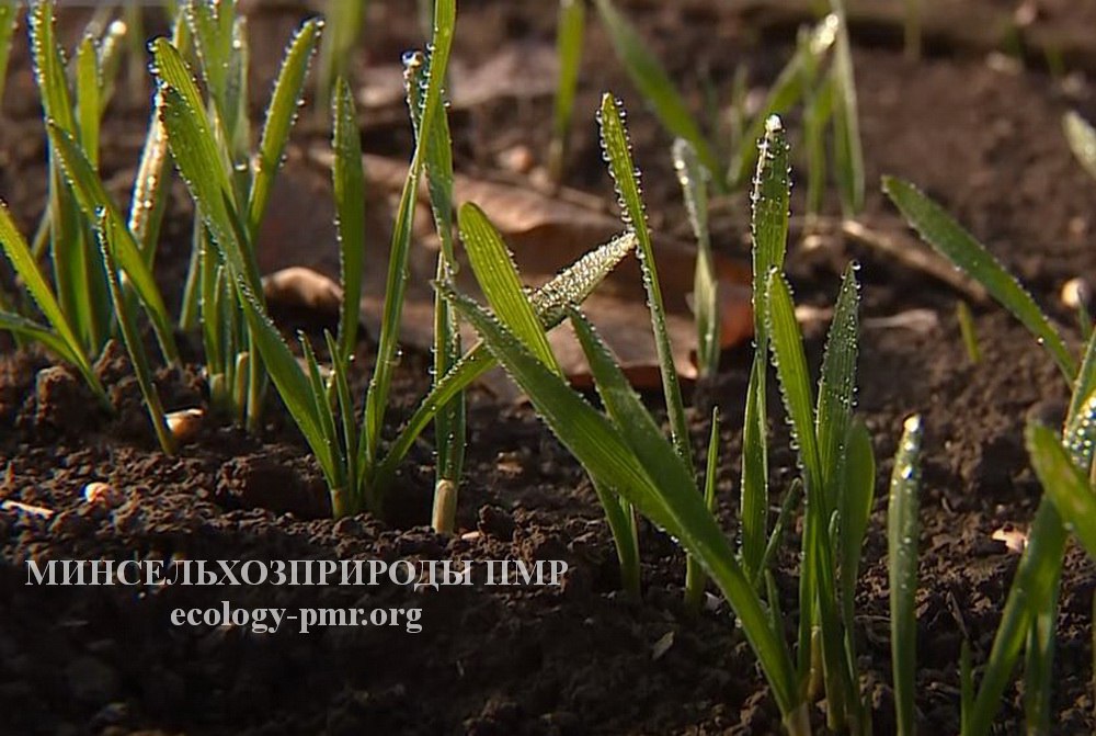 Оперативные данные Минсельхозприроды ПМР по уборке плодовых и ягодных культур Оперативные данные Минсельхозприроды ПМР по уборке плодовых и ягодных культур
