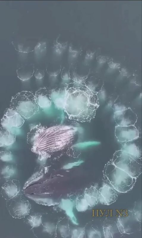 Два горбатых кита в Антарктике создали идеальную спираль Фибоначчи: