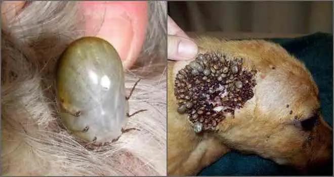 Ветеринары республиканской ветклиники сегодня сняли полсотни клещей с одно пса