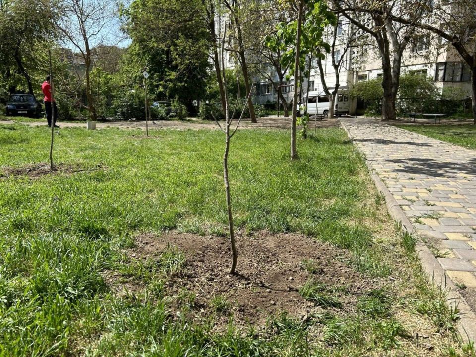 Срубил — высади: как идут работы по озеленению в городах и районах Приднестровья
