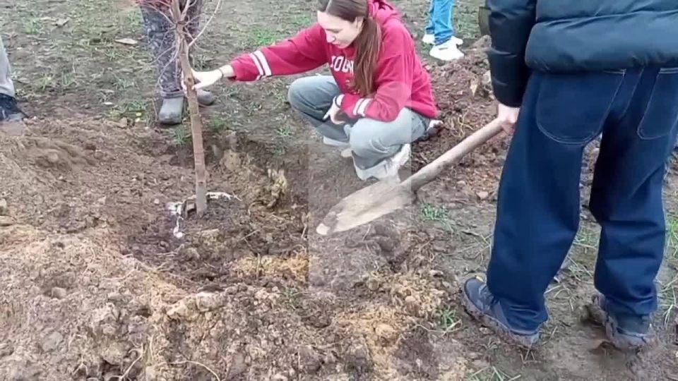 Сквер Южный в Тирасполе станет зеленее