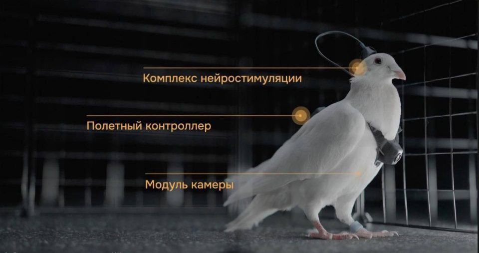 В России изобрели голубей-дронов — первая стая чипированных птиц уже прошла полевые испытания