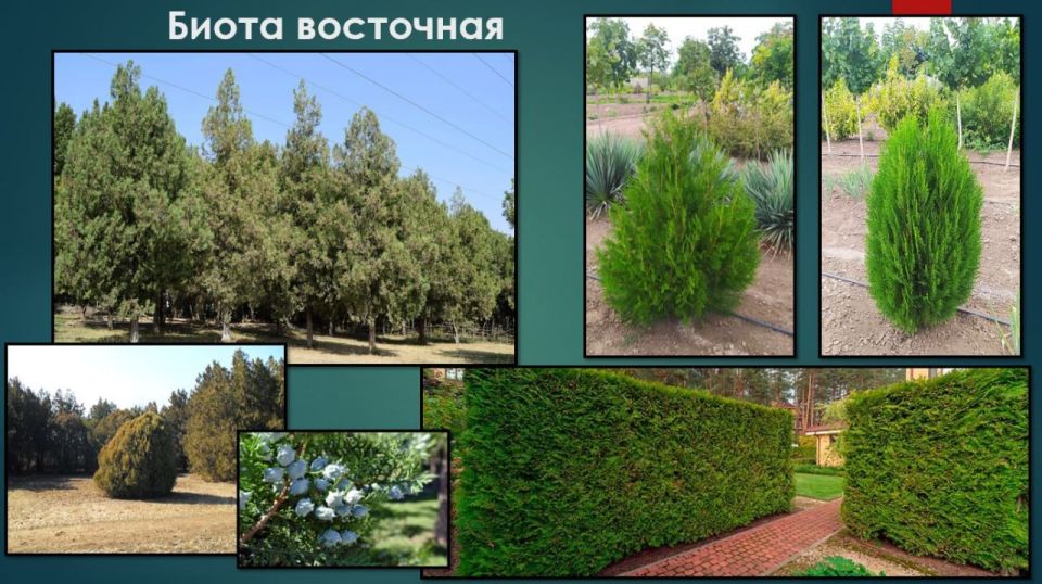 Биота восточная. В естественных условиях встречается в Китае, Корее и на Дальнем Востоке России