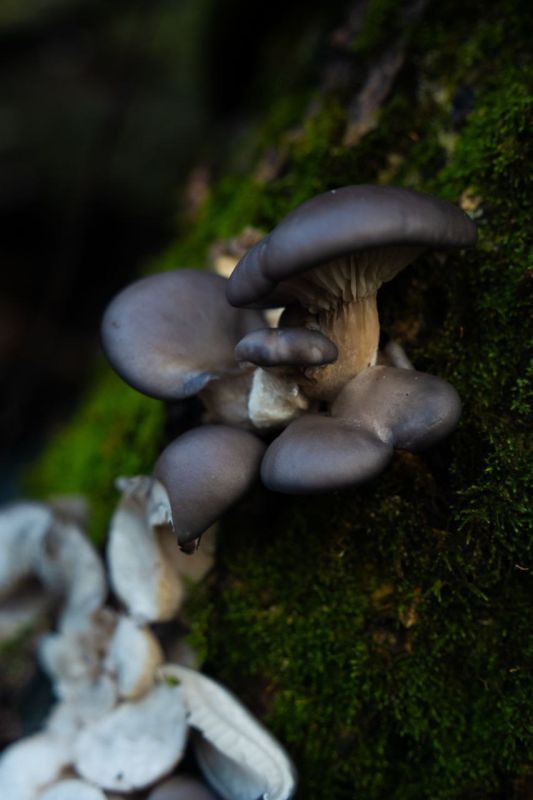 Грибное разнообразие из села Хрустовая в Каменском районе Грибное разнообразие из села Хрустовая в Каменском районе