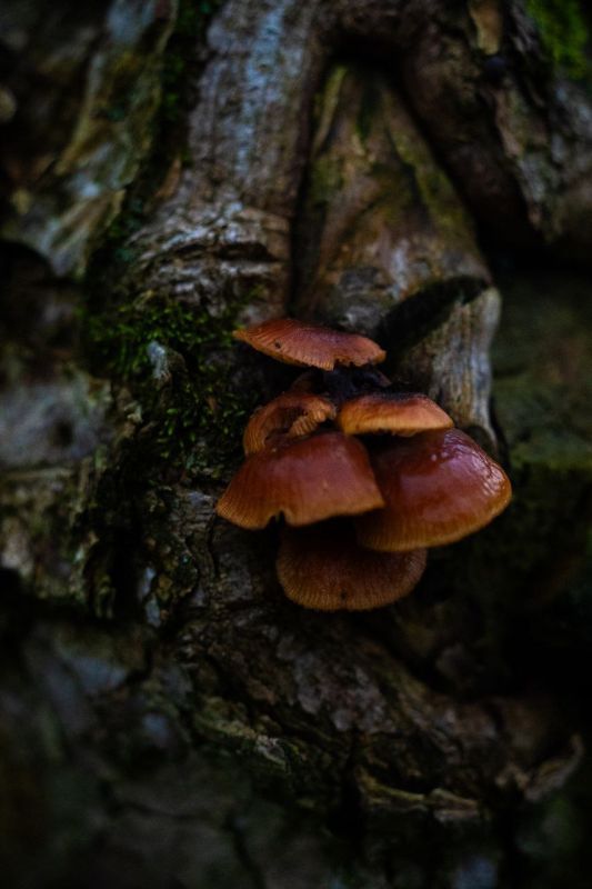 Грибное разнообразие из села Хрустовая в Каменском районе Грибное разнообразие из села Хрустовая в Каменском районе